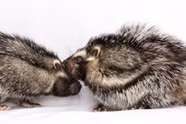 Sự thật rùng mình về loài chuột có lông tẩm độc chết người