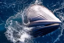 Cá voi khổng lồ gây choáng ngợp với màn săn mồi ở Gia Lai