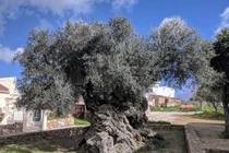 Kinh ngạc cây ô liu 3.000 năm tuổi vẫn ra quả đều