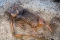 Thợ dò kim loại phát hiện ngôi mộ thời Viking quý hiếm