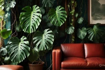 Nhà giàu mê mẩn 4 cây cảnh may mắn, thanh lọc không khí