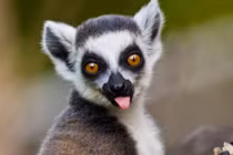 Ngắm cận vượn cáo nuôi nhốt sống lâu nhất thế giới