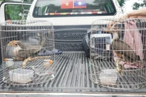 Niệc nâu bay vào nhà dân ở Quảng Trị quý hiếm cỡ nào?