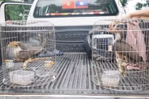 Niệc nâu bay vào nhà dân ở Quảng Trị quý hiếm cỡ nào?