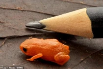 Sửng sốt loài cóc bí ngô mới được phát hiện tại Brazil