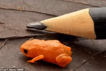 Sửng sốt loài cóc bí ngô mới được phát hiện tại Brazil