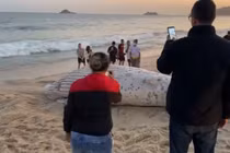  Xác sinh vật biển khổng lồ dạt bờ khiến dân tình hoang mang