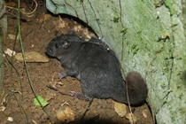 Thế giới ngỡ ngàng trước màn tái xuất thần kỳ của động vật