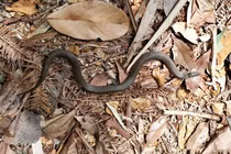 Loài rắn hiếm ở Trung Quốc tái xuất sau hơn 100 năm "bặt vô âm tín"