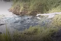 Thót tim cá sấu tấn công, "xơi tái" trăn Miến Điện khổng lồ