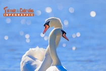 [INFOGRAPHIC] Thiên nga trắng đáng yêu, biểu tượng của lòng chung thủy