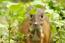 Cheo Cheo đơn độc giữa rừng Thanh Hóa... loài cực quý hiếm