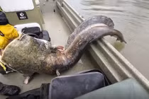 Đi câu cá, cần thủ sốc nặng thấy quái ngư 100 kg sa lưới