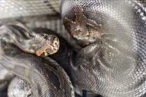 Vườn Quốc gia Vũ Quang tiếp nhận nhiều cá thể động vật quý hiếm