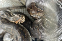 Vườn Quốc gia Vũ Quang tiếp nhận nhiều cá thể động vật quý hiếm