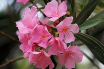 Loài hoa đẹp mê ẩn giấu chất kịch độc Việt Nam có nhiều