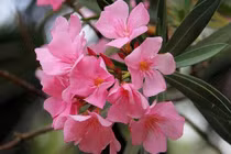 Loài hoa đẹp mê ẩn giấu chất kịch độc Việt Nam có nhiều