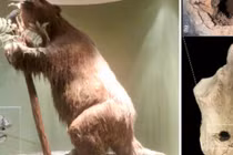 Hóa thạch lười đất khổng lồ có thể khiến lịch sử viết lại