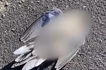 Chim nổ tung rồi chết tức tưởi... chuyên gia giải mã sốc