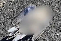 Chim nổ tung rồi chết tức tưởi... chuyên gia giải mã sốc