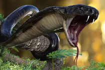 Đàn rắn hổ mang cực độc xuất hiện gần Everes, có bất thường?