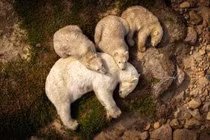 Xúc động ảnh gấu Bắc Cực ngủ trên bùn giữa hè nóng nực