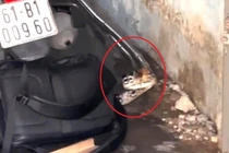 Dân TP.HCM khiếp vía vì rắn lớn trườn vào nhà giữa ban ngày