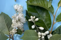 Cây lá dương đỏ phát hiện ở Sốp Cộp... là loài trong Sách đỏ