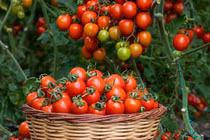 Cây cảnh mini siêu hot, trang trí đẹp, ăn ngon, trồng cực dễ