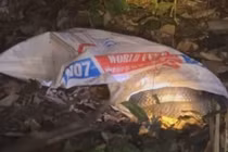 Rắn hổ mang chúa 7 kg trườn giữa khu dân cư, là loài quý hiếm