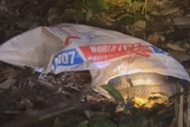 Rắn hổ mang chúa 7 kg trườn giữa khu dân cư, là loài quý hiếm