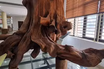 Loại gỗ quý hơn vàng ở Việt Nam, giới đại gia ráo riết lùng