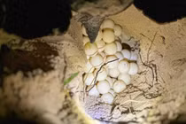 Rùa xanh đến Côn Đảo đẻ trứng lần 2... là loài nguy cấp