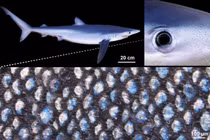 Cấu trúc nano kỳ diệu giúp cá mập xanh đổi màu tức thì