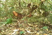 Nhiều loài quý hiếm tại Cao nguyên đá Đồng Văn bất ngờ lọt bẫy ảnh