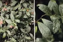 Tận mục loài hoa hiếm mới phát hiện ở VQG Phong Nha - Kẻ Bàng