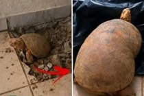 Con rùa 'bị niêm phong' dưới sàn nhà 10 năm vẫn sống sót thần kỳ 