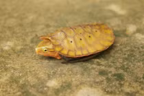 Những động vật lần đầu xuất hiện ở Thanh Hóa quý hiếm cỡ nào? 