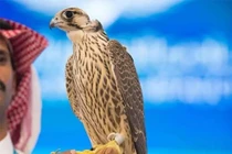 Ngoài bồ câu 35 tỷ, thế giới còn những loài vật nào có giá ‘khủng’?