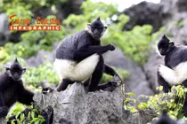 [INFOGRAPHIC] Voọc mông trắng "hồi sinh" tại Tràng An