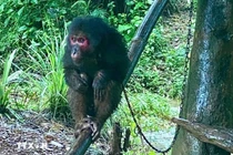 Hai cá thể khỉ đi lạc vào nhà dân Quảng Trị là loài quý hiếm