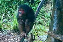 Hai cá thể khỉ đi lạc vào nhà dân Quảng Trị là loài quý hiếm