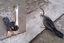 Chim cổ rắn quý hiếm xuất hiện ở Đồng Tháp, người dân lập tức bàn giao