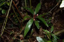 Hai loài thực vật mới phát hiện tại Khu Bảo tồn thiên nhiên An Toàn