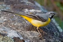 Bí ẩn loài chim chìa vôi ở Việt Nam với chiếc đuôi kỳ lạ