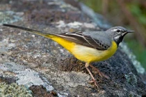 Bí ẩn loài chim chìa vôi ở Việt Nam với chiếc đuôi kỳ lạ