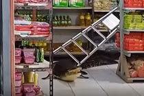 Quái thú dài hơn 3m "đi lạc" vào cửa hàng tạp hóa gây kinh hãi