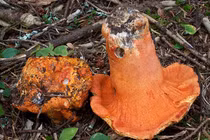 Loài nấm kỳ diệu, biến vật chủ thành món tôm hùm thơm ngon