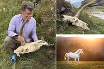  Phát hiện hộp sọ có sừng kỳ lạ gần lâu đài Vua Arthur