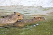 Chấn động 2"quái thú" đào tẩu khỏi sở thú tư nhân